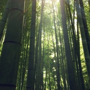 bosque denso de bambú japonés con la luz que se cuela entre las ramas