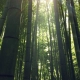 bosque denso de bambú japonés con la luz que se cuela entre las ramas