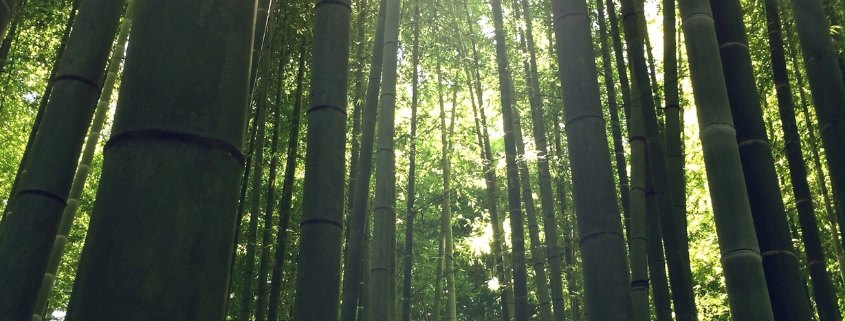 bosque denso de bambú japonés con la luz que se cuela entre las ramas