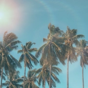unas palmeras se mueven con el viento bajo un cielo azul