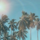 unas palmeras se mueven con el viento bajo un cielo azul