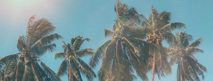 unas palmeras se mueven con el viento bajo un cielo azul