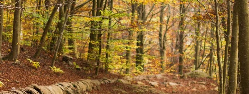 mujer paseando su perro por un bosque otoñal